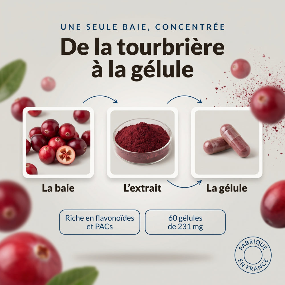 Canneberge bio, de la baie à la gélule : infographie
