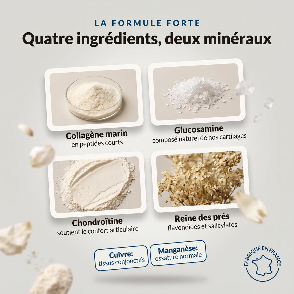 Chondrolagen Forte : infographie des ingrédients, collagène marin, glucosamine, reine-des-prés, cuivre et manganèse