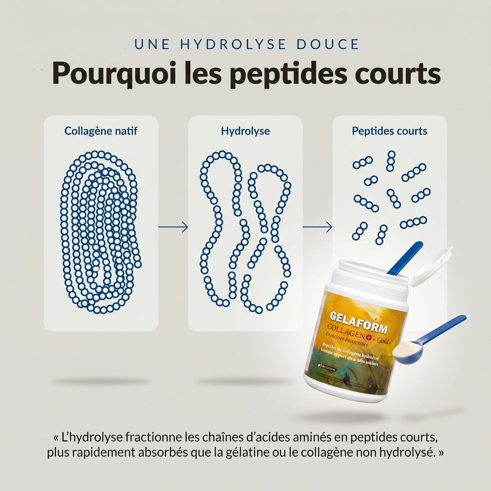 GELAFORM Collagen+ «Gold» : infographie sur l’hydrolyse en peptides courts