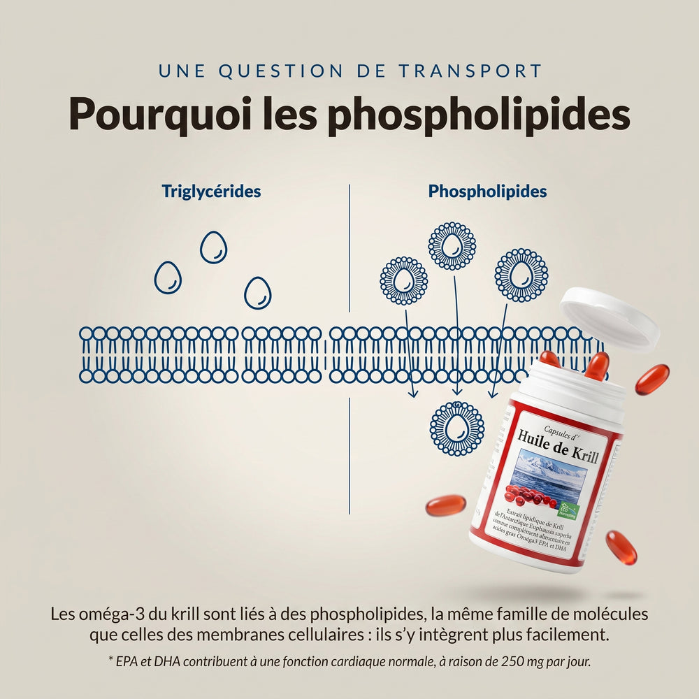 Huile de krill : infographie sur les phospholipides et les triglycérides