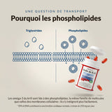 Huile de krill : infographie sur les phospholipides et les triglycérides