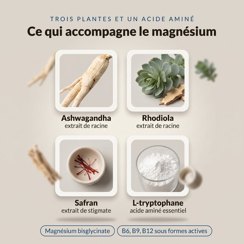 MOOD : infographie, ashwagandha, rhodiola, safran et L-tryptophane