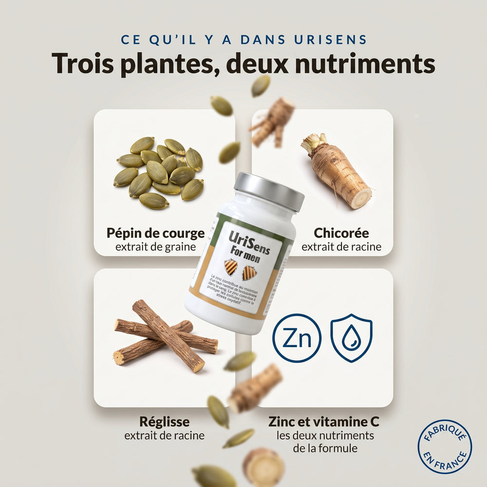 UriSens for Men : infographie des ingrédients, pépin de courge, chicorée, réglisse, zinc et vitamine C