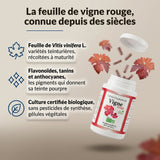 Vigne rouge bio : infographie sur la feuille de Vitis vinifera