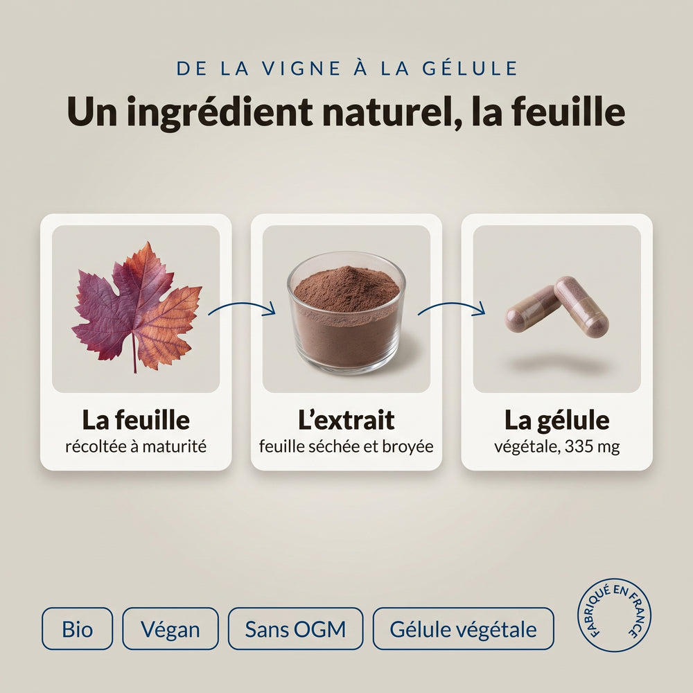 Vigne rouge bio, de la feuille à la gélule : infographie