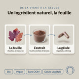 Vigne rouge bio, de la feuille à la gélule : infographie