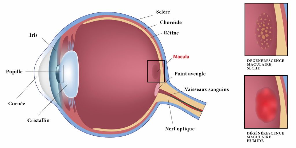 lutéine vision vue confort beauté bien-être