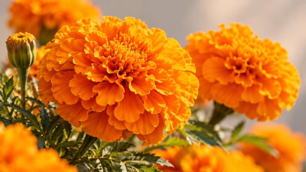 Die intensiv orangefarbenen Blüten der Studentenblume (Tagetes erecta) sind eine besonders konzentrierte pflanzliche Luteinquelle, aus ihnen stammt das in Vista Plus verwendete Lutein.