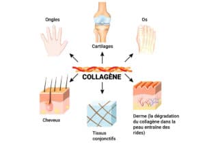 le collagène contribue à maintenir la forme et la fonction de notre peau, de nos cheveux, de notre cartilage et de nos os.