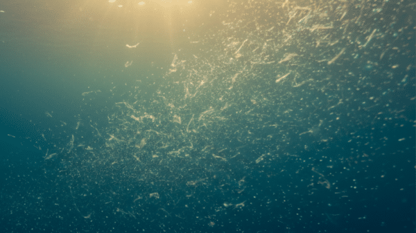 L'EPA et le DHA font partie des rares nutriments que l'organisme est incapable de produire lui-même. Pourtant, leur rôle est fondamental : fonction cardiovasculaire, clarté cognitive, vitalité au quotidien. Alors que les apports moyens restent largement insuffisants en Europe, comprendre d'où viennent ces acides gras essentiels et comment les choisir devient une question de santé concrète. Tour d'horizon.